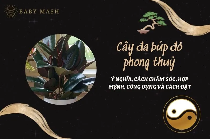 Cây đa búp đỏ phong thuỷ 2025: Ý nghĩa, cách chăm sóc, hợp mệnh, công dụng và cách đặt