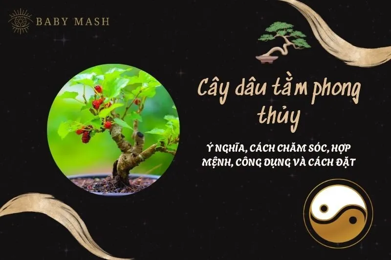 Cây dâu tằm phong thủy 2025: Ý nghĩa, cách chăm sóc, hợp mệnh, công dụng và cách đặt