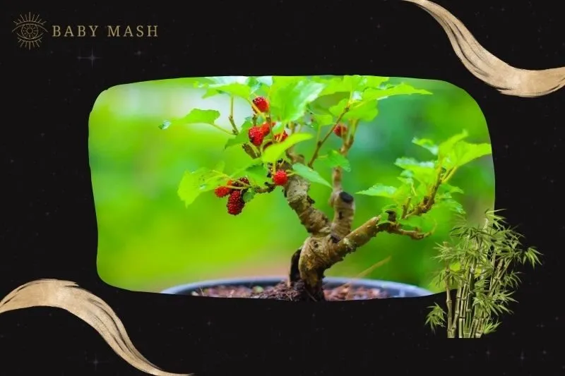 Cây dâu tằm phong thủy