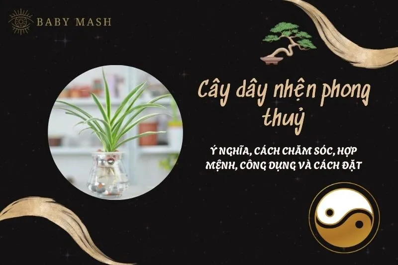 Cây dây nhện phong thuỷ 2025: Ý nghĩa, cách chăm sóc, hợp mệnh, công dụng và cách đặt