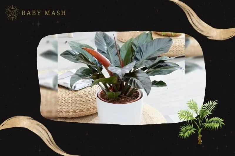 Cây đế vương hợp mệnh nào?