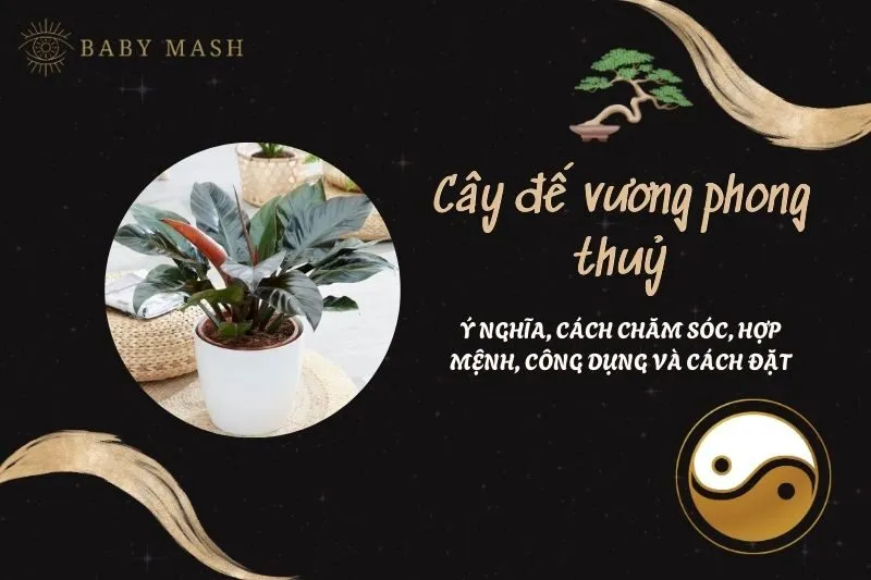 Cây đế vương phong thuỷ 2025: Ý nghĩa, cách chăm sóc, hợp mệnh, công dụng và cách đặt