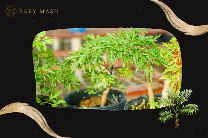 Cây đinh lăng phong thủy hợp mệnh nào?