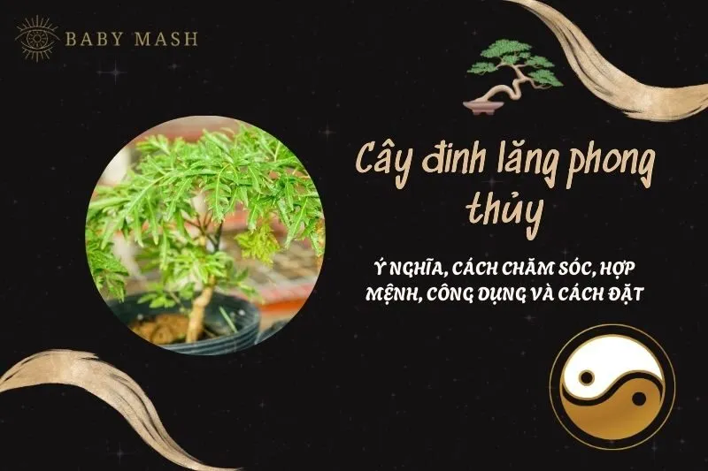Cây đinh lăng phong thủy 2025: Ý nghĩa, cách chăm sóc, hợp mệnh, công dụng và cách đặt
