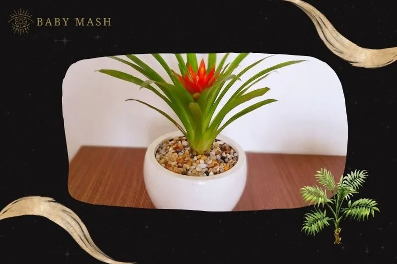 Cây dứa cảnh nến phong thuỷ hợp mệnh nào?