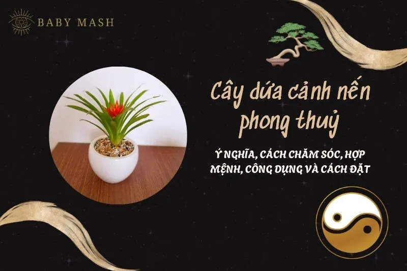Cây dứa cảnh nến phong thuỷ 2025: Ý nghĩa, cách chăm sóc, hợp mệnh, công dụng và cách đặt