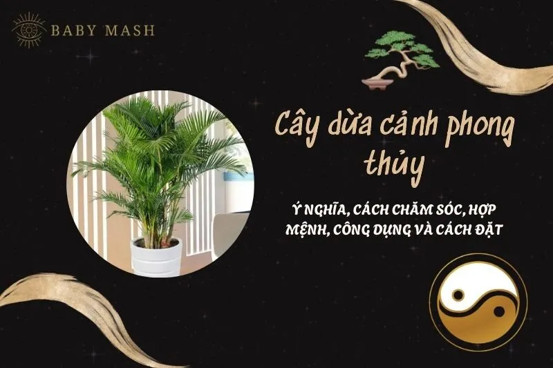 Cây dừa cảnh phong thủy 2025: Ý nghĩa, cách chăm sóc, hợp mệnh, công dụng và cách đặt