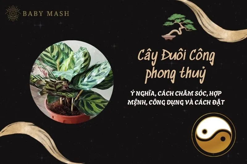 Cây Đuôi Công phong thuỷ 2025: Ý nghĩa, cách chăm sóc, hợp mệnh, công dụng và cách đặt
