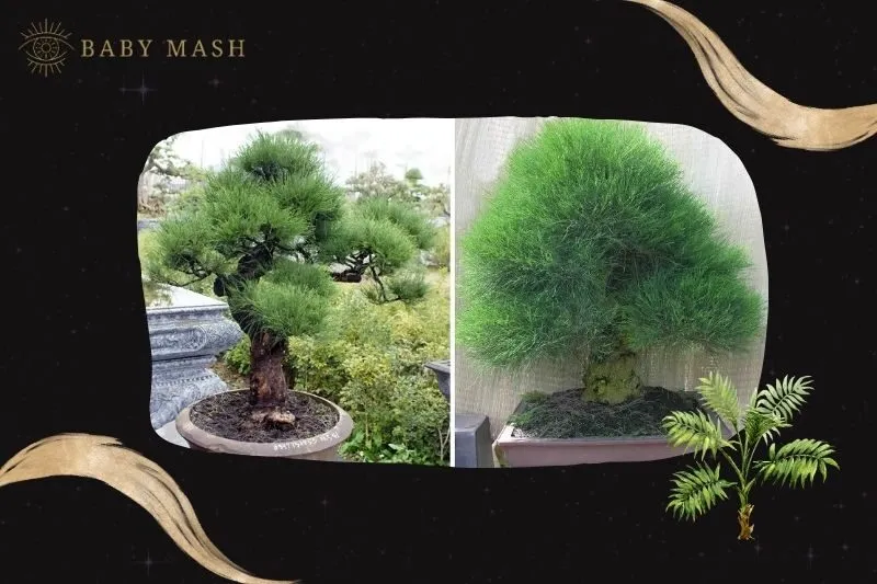 Cây dương liễu phong thủy hợp mệnh nào?