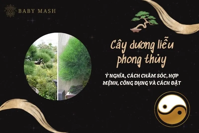 Cây dương liễu phong thủy 2025: Ý nghĩa, cách chăm sóc, hợp mệnh, công dụng và cách đặt