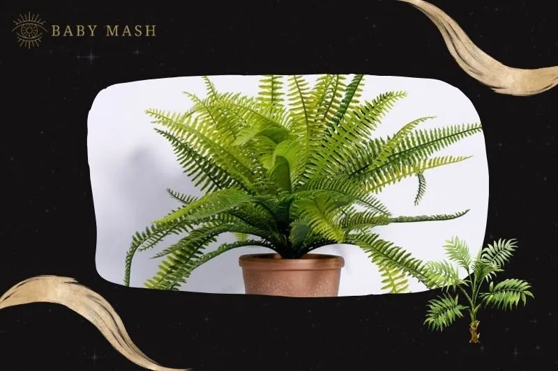 Cây dương xỉ phong thủy hợp mệnh nào?