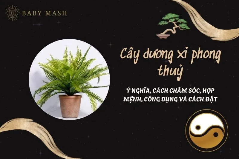Cây dương xỉ phong thuỷ 2025: Ý nghĩa, cách chăm sóc, hợp mệnh, công dụng và cách đặt