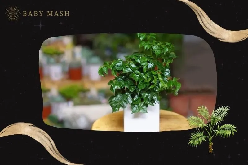 Cây hạnh phúc phong thuỷ hợp mệnh nào?