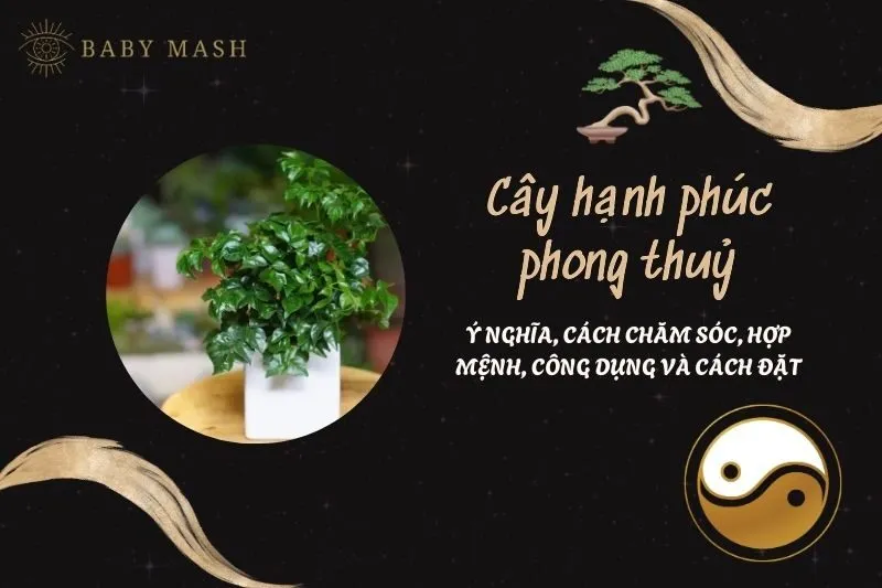 Cây hạnh phúc phong thuỷ 2025: Ý nghĩa, cách chăm sóc, hợp mệnh, công dụng và cách đặt