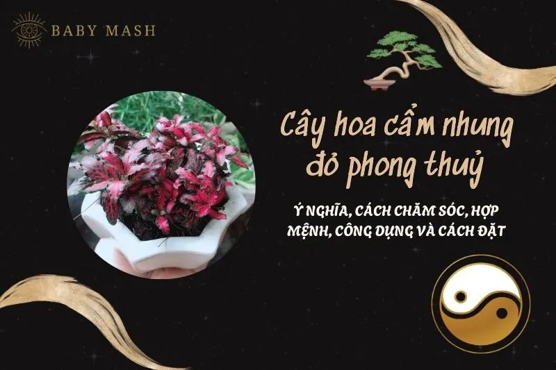 Cây hoa cẩm nhung đỏ phong thuỷ 2025: Ý nghĩa, cách chăm sóc, hợp mệnh, công dụng và cách đặt