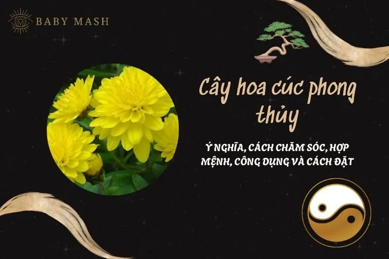 Cây hoa cúc phong thủy 2025: Ý nghĩa, cách chăm sóc, hợp mệnh, công dụng và cách đặt