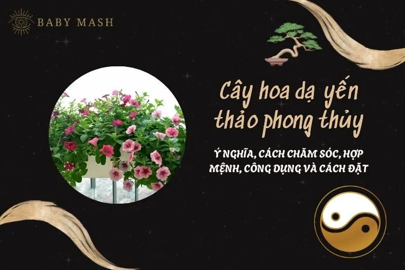 Cây hoa dạ yến thảo phong thủy 2025: Ý nghĩa, cách chăm sóc, hợp mệnh, công dụng và cách đặt
