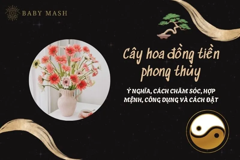Cây hoa đồng tiền phong thủy 2025: Ý nghĩa, cách chăm sóc, hợp mệnh, công dụng và cách đặt