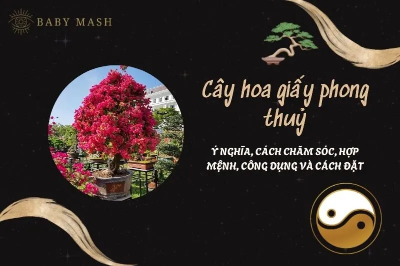 Cây hoa giấy phong thuỷ 2025: Ý nghĩa, cách chăm sóc, hợp mệnh, công dụng và cách đặt