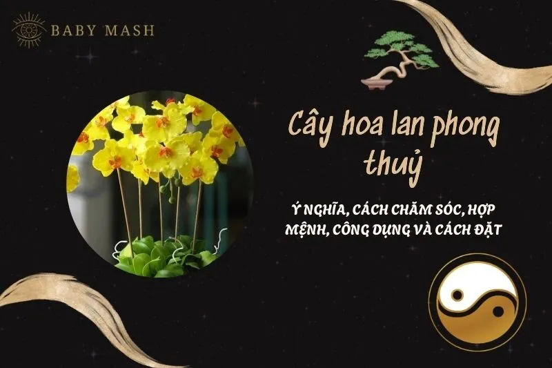 Cây hoa lan phong thuỷ 2025: Ý nghĩa, cách chăm sóc, hợp mệnh, công dụng và cách đặt
