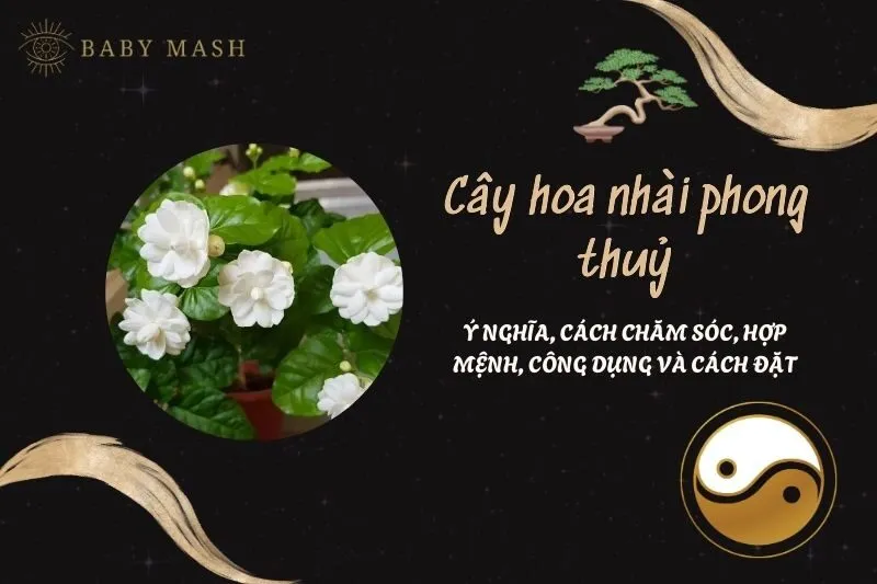 Cây hoa nhài phong thuỷ 2025: Ý nghĩa, cách chăm sóc, hợp mệnh, công dụng và cách đặt
