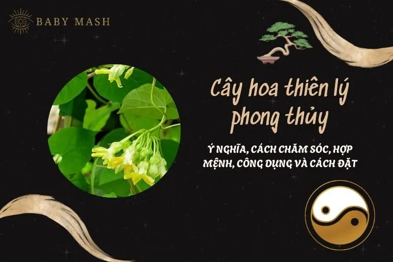 Cây hoa thiên lý phong thủy 2025: Ý nghĩa, cách chăm sóc, hợp mệnh, công dụng và cách đặt