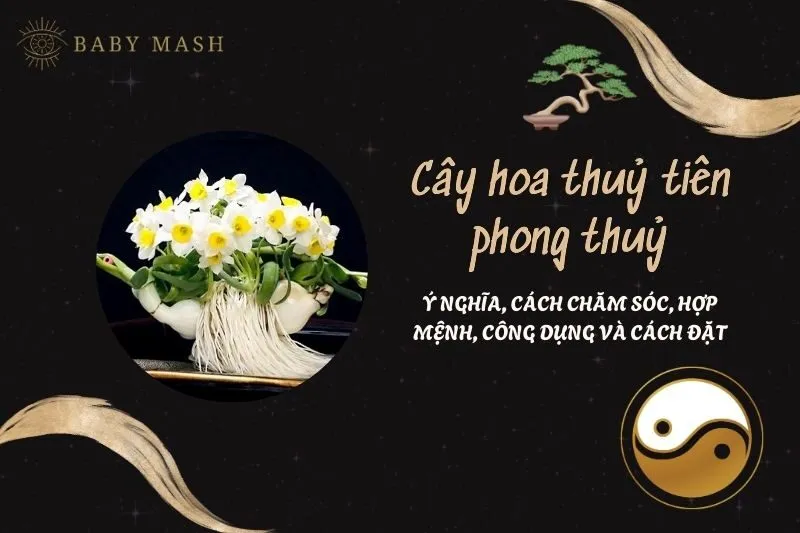 Cây hoa thuỷ tiên phong thuỷ 2025: Ý nghĩa, cách chăm sóc, hợp mệnh, công dụng và cách đặt