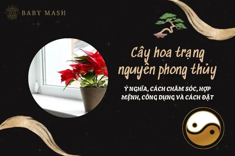 Cây hoa trạng nguyên phong thủy 2025: Ý nghĩa, cách chăm sóc, hợp mệnh, công dụng và cách đặt