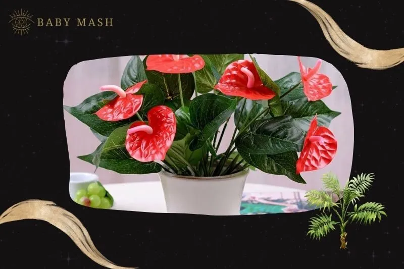 Cây hồng môn phong thuỷ hợp mệnh nào?