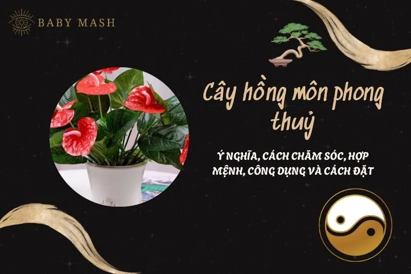 Cây hồng môn phong thuỷ 2025: Ý nghĩa, cách chăm sóc, hợp mệnh, công dụng và cách đặt