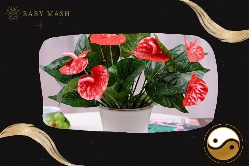 Cây hồng môn phong thuỷ