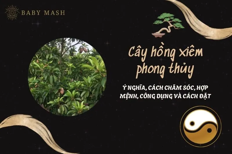 Cây hồng xiêm phong thủy 2025: Ý nghĩa, cách chăm sóc, hợp mệnh, công dụng và cách đặt