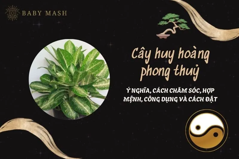 Cây huy hoàng phong thuỷ 2025: Ý nghĩa, cách chăm sóc, hợp mệnh, công dụng và cách đặt