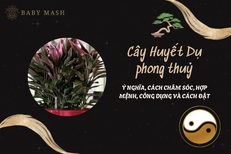 Cây Huyết Dụ phong thuỷ 2025: Ý nghĩa, cách chăm sóc, hợp mệnh, công dụng và cách đặt