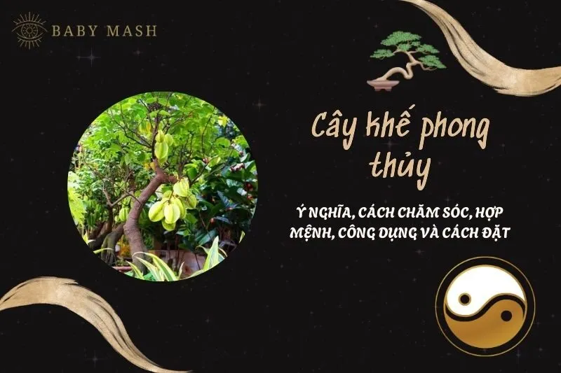 Cây khế phong thủy 2025: Ý nghĩa, cách chăm sóc, hợp mệnh, công dụng và cách đặt