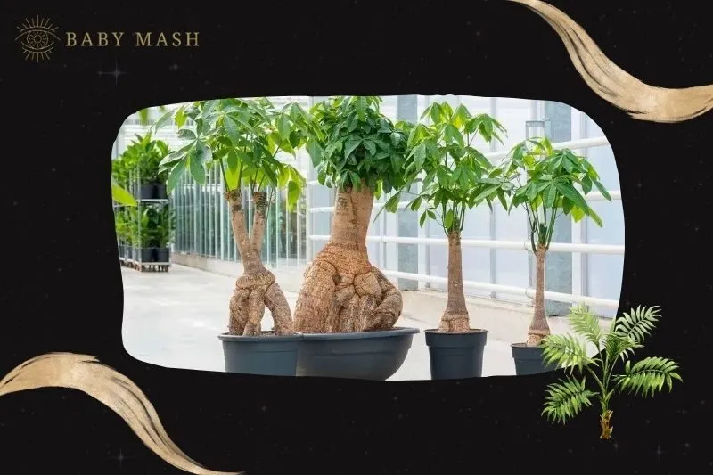 Cây kim ngân phong thuỷ hợp mệnh nào?