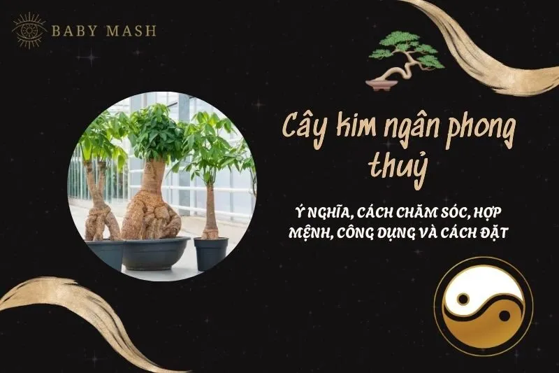 Cây kim ngân phong thuỷ 2025: Ý nghĩa, cách đặt, hợp mệnh, công dụng và cách chăm sóc