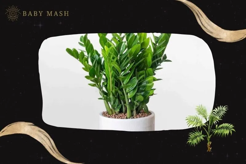 Cây kim tiền phong thủy hợp mệnh nào?