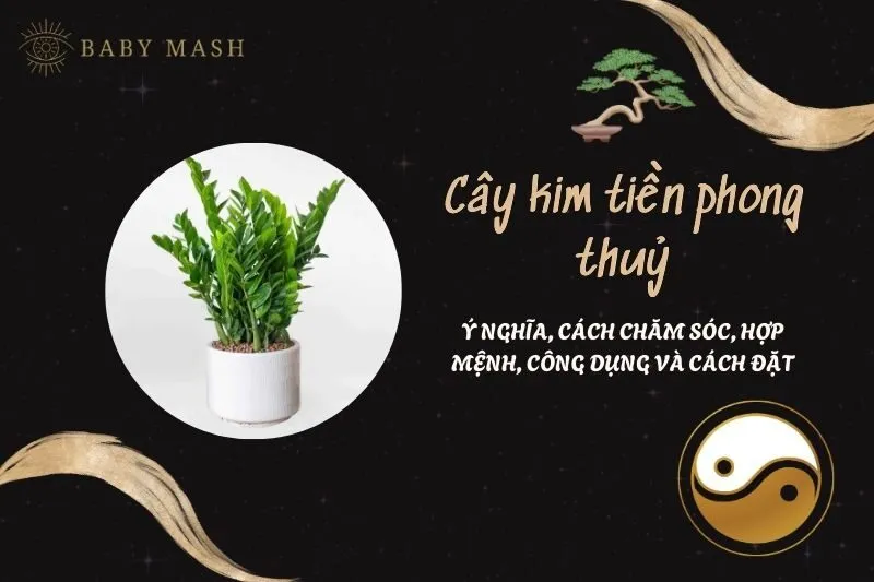Cây kim tiền phong thuỷ 2025: Ý nghĩa, cách chăm sóc, hợp mệnh, công dụng và cách đặt