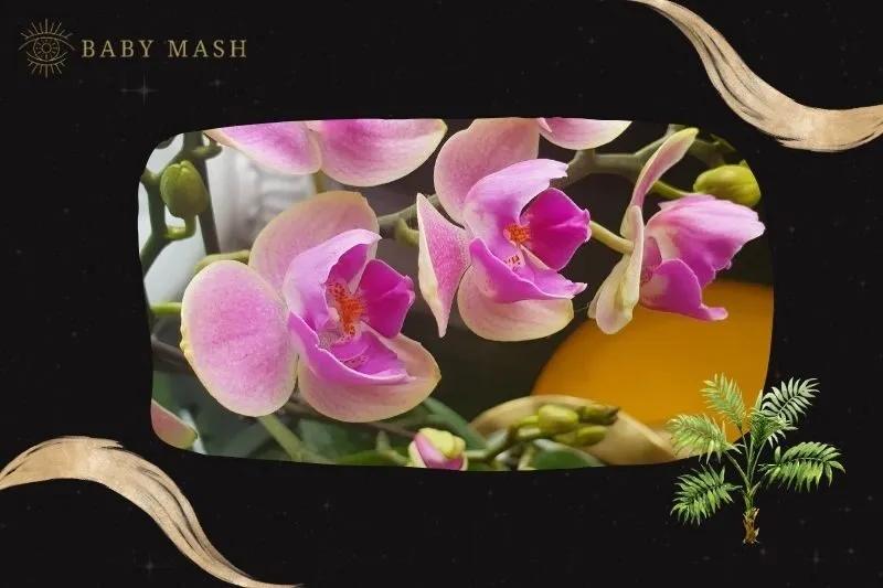 Cây Lan Hồ Điệp phong thuỷ hợp mệnh nào?