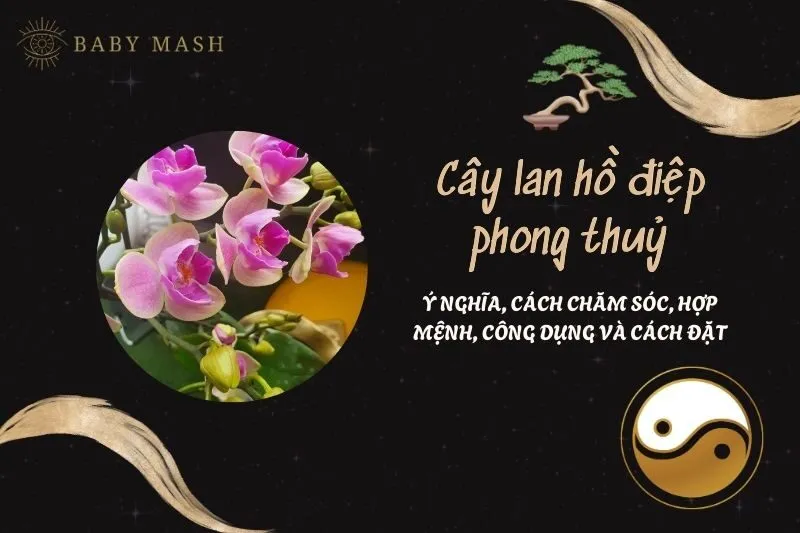 Cây lan hồ điệp phong thuỷ 2025: Ý nghĩa, cách chăm sóc, hợp mệnh, công dụng và cách đặt