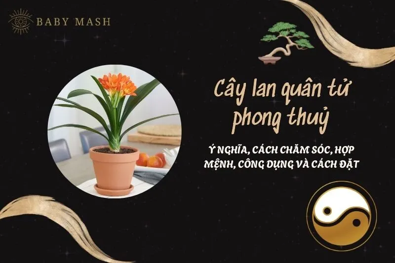 Cây lan quân tử phong thuỷ 2025: Ý nghĩa, cách chăm sóc, hợp mệnh, công dụng và cách đặt