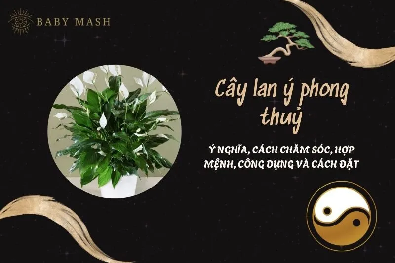 Cây lan ý phong thuỷ 2025: Ý nghĩa, cách chăm sóc, hợp mệnh, công dụng và cách đặt