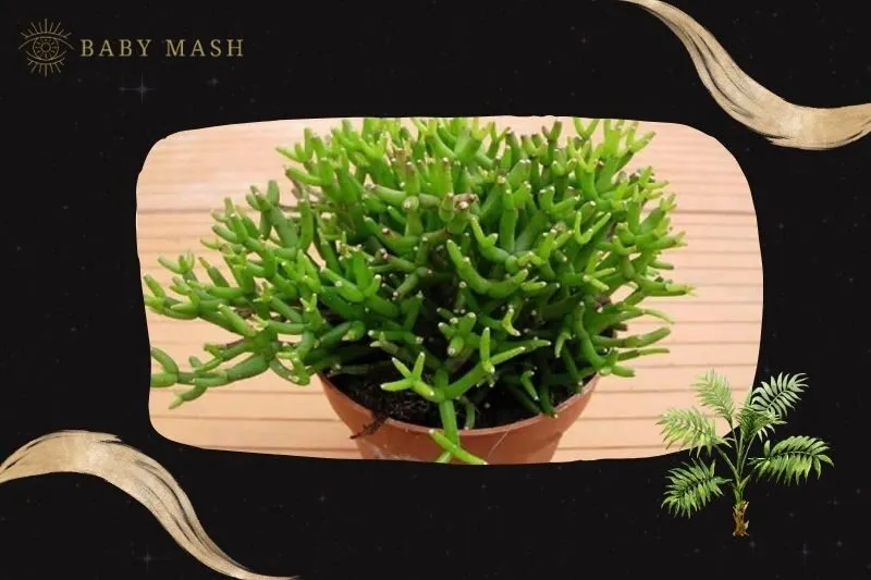 Cây lộc nhung phong thủy hợp mệnh nào?