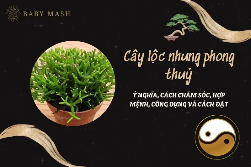 Cây lộc nhung phong thuỷ 2025: Ý nghĩa, cách chăm sóc, hợp mệnh, công dụng và cách đặt