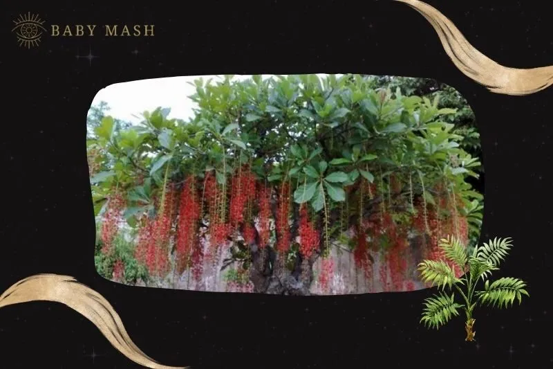 Cây lộc vừng phong thủy hợp mệnh nào?