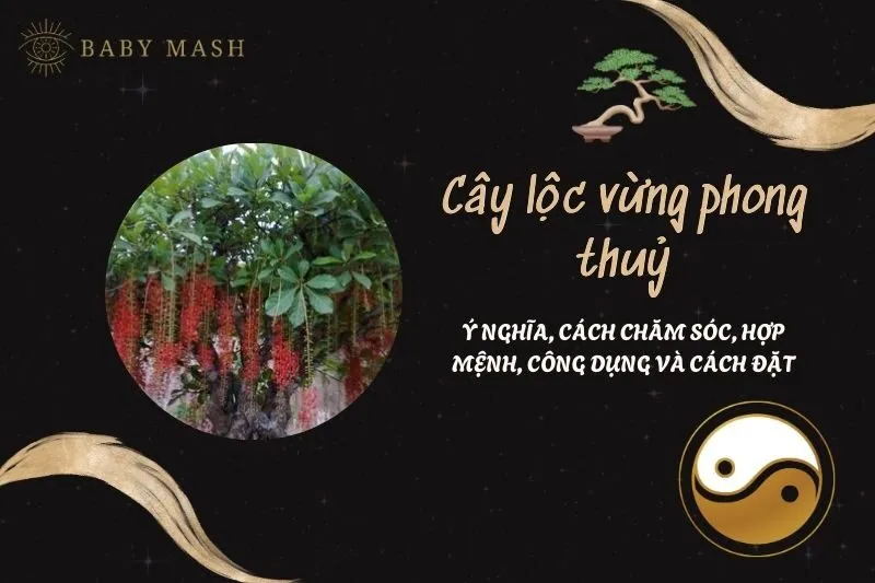 Cây lộc vừng phong thuỷ 2025: Ý nghĩa, cách chăm sóc, hợp mệnh, công dụng và cách đặt