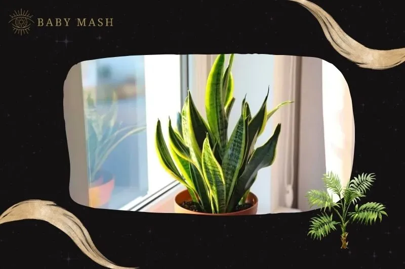 Cây lưỡi hổ phong thủy hợp mệnh nào?