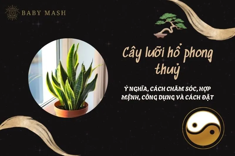 Cây lưỡi hổ phong thuỷ 2025: Ý nghĩa, cách chăm sóc, hợp mệnh, công dụng và cách đặt