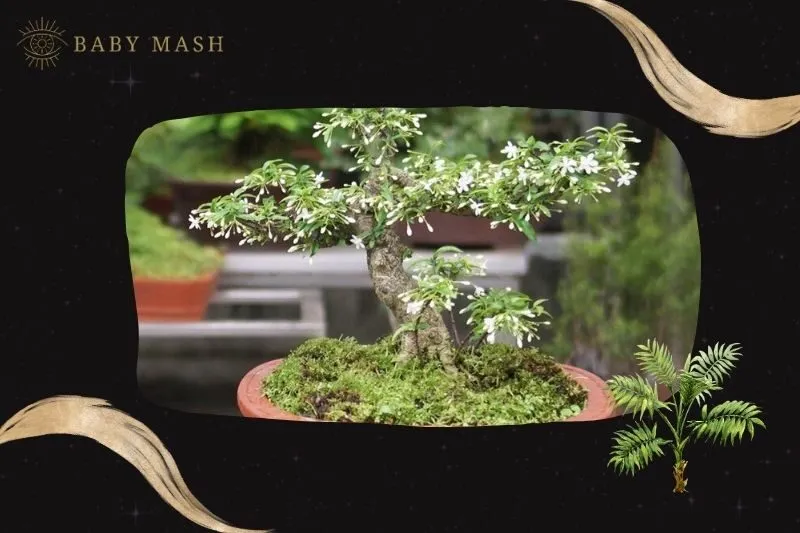 Cây mai chiếu thủy phong thủy hợp mệnh nào?